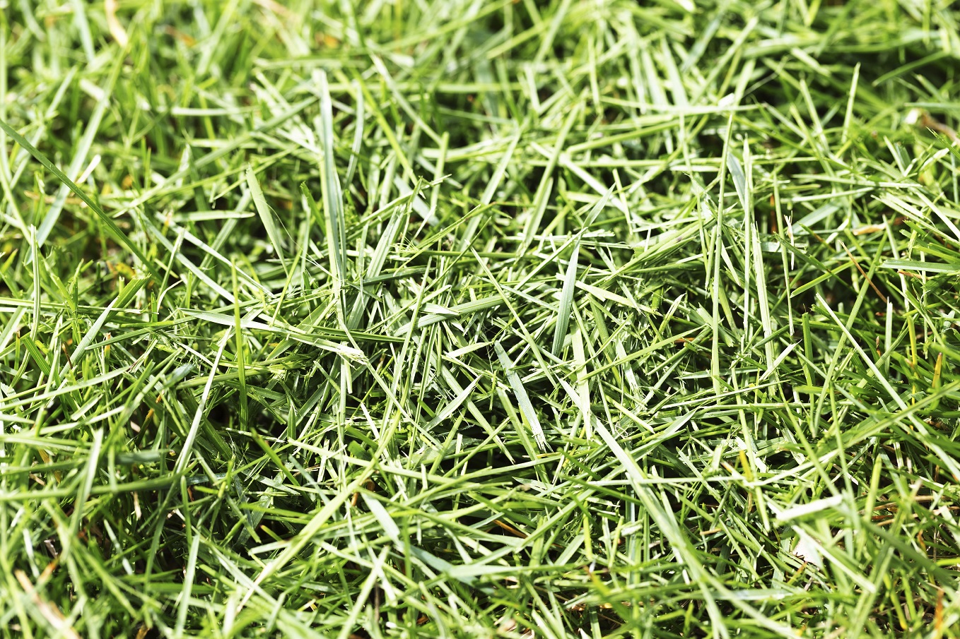 the-benefits-of-mulching-your-lawn-clippings-turf-unlimited