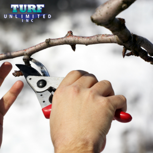 Use these winter pruning tips during the best season to prune trees and shrubs in Massachusetts