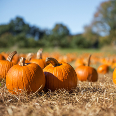 Follow these fall gardening tips to get a crop of pumpkins like these next year!