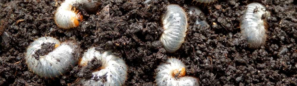 Grub Control and Prevention