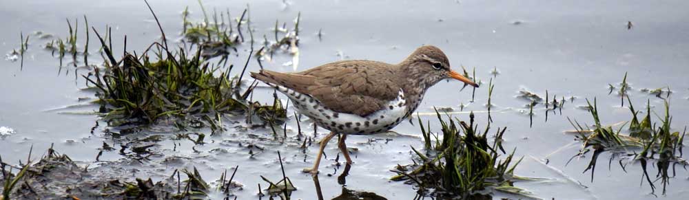 Bird in Westford Massachusetts