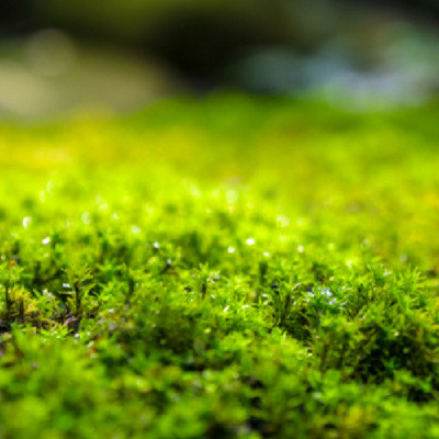 lawn moss up close