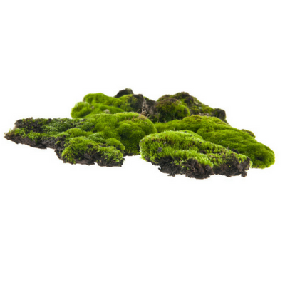 moss texture