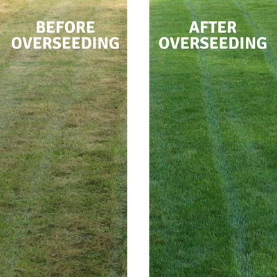 overseeding your lawn