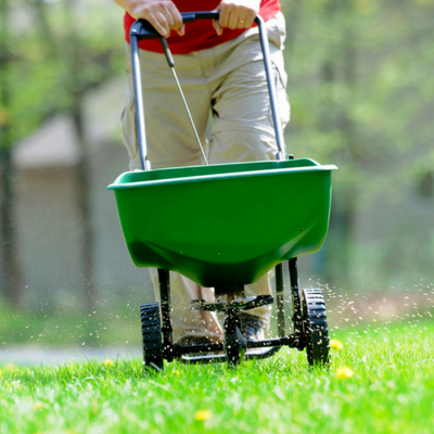 how to make your lawn green again