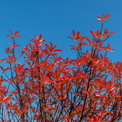 Black Gum leaves turn bright red in the fall season.