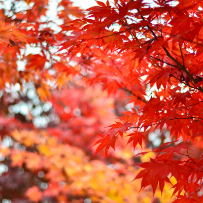 The beautiful sight of the fall colors of a Red Maple in fall.