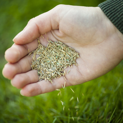 Overseeding is essential for fall lawn care