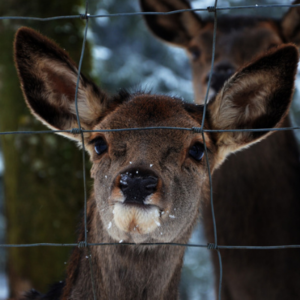 A good, strong fence is the last line of defense for deer control