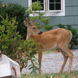 Deer control could protect your trees and shrubs from these hungry guys throughout the winter.