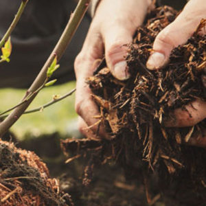 applying mulch in MA