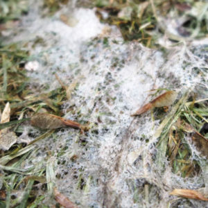 snow mold in Tyngsborough, MA