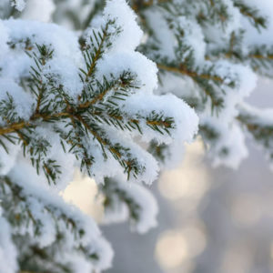 clear snow off branches