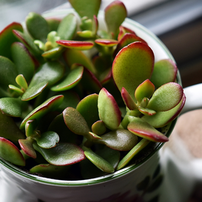 jade plant