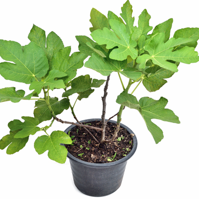 gardening, fig tree