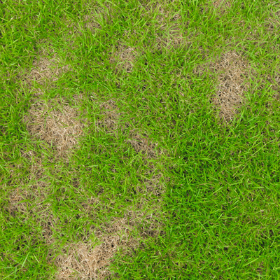 lawn disease in MA