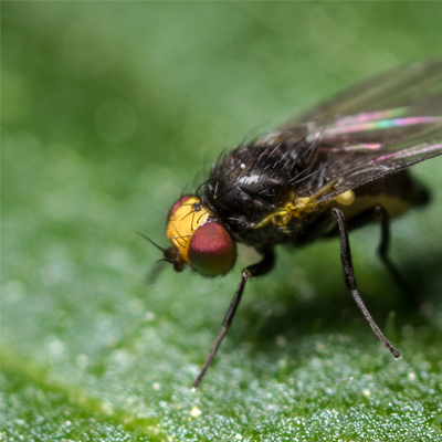 sprays to prevent leaf miner bugs