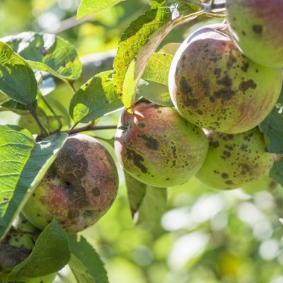 Apple scab is one of the most common fruit tree diseases in Andover, MA.