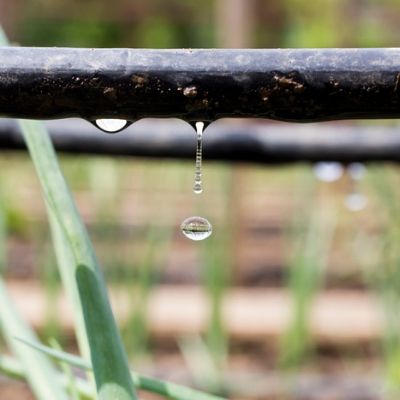 A drip irrigation system is a great way to make sure you're watering your plants and not watering the weeds.