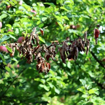 Fire blight is a common and devastating fruit tree disease here in Andover, MA.