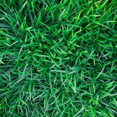 Achieve a healthy, lush lawn by choosing the fertilizer that is best for your lawn in Hudson, MA