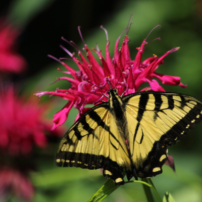 Bee balm is an excellent source of nectar and a great flower to add to your Massachusetts garden to attract butterflies.