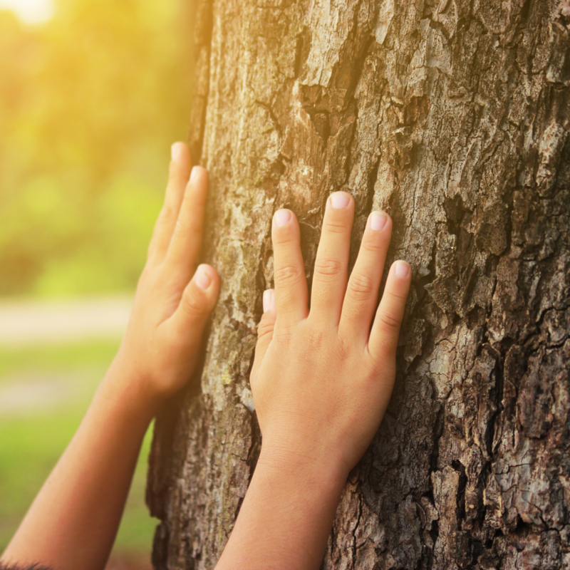Our best tips to take care of trees all year long.