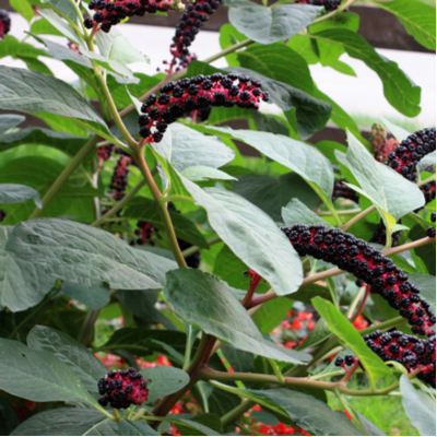 Pokeweed is one of the most poisonous berries here in Andover, MA.