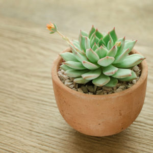 Echeveria is one of the best indoor succulents to add to your Nashua, NH home.