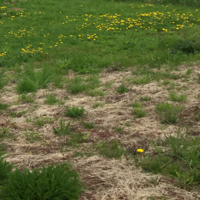 yellow and dead spots caused by grubs in your yard