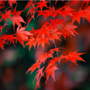 The Japanese maple is one of the most beautiful maple trees to grow in your Nashua, NH yard.