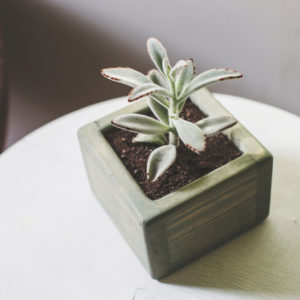 A panda plant is one of the best indoor succulents to add to your Merrimack, NH home.