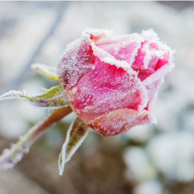 Learn how to preserve roses this winter so they don't freeze to death in the New Hampshire winter.