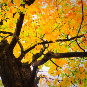 The sugar maple puts on one of the most beautiful shows with its fall colors, making it one of the best maple trees to plant in your Manchester, NH yard.