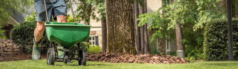 Overseeding your lawn is an effective lawn treatment component