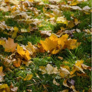 Fall lawn preparation includes removing leaf litter from your Westford, MA lawn.