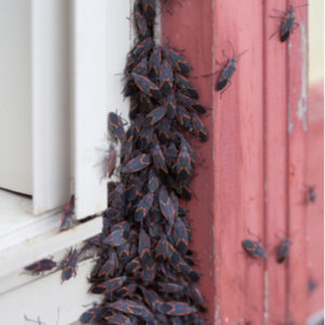 Fall lawn preparation includes fall pest control to keep bugs, like these box elder beetles, from getting in your Westford, MA home.