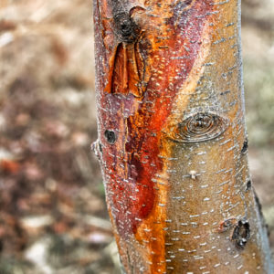 Prevent sunscald on your Huson, MA trees with these fall tree care tips.