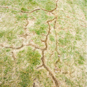 One of the biggest causes of winter lawn damage are voles here in Hudson, MA.