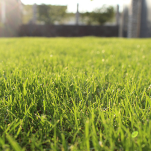 Giving the holiday gift of lawn care from Turf Unlimited is the best way to ensure someone you love has a healthy, beautiful lawn all year long here in Hudson, MA.