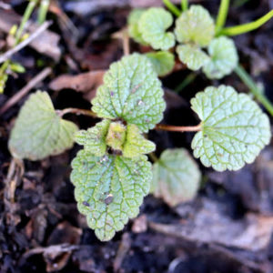 One of our favorite lawn care goals for the new year is beating the weeds and taking back your lawn from invasive weeds like henbit.