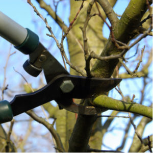 Winter pruning is an essential part of your 2020 tree care guide and will help keep your Massachusetts trees healthy.