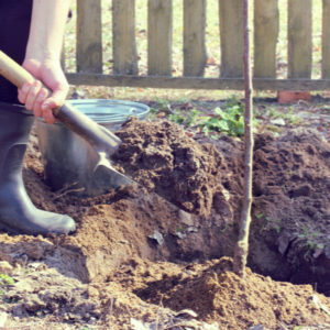 Finding the best time to plant a tree is essential to ensuring your new Massachusetts tree has the best opportunity to grow strong this year.