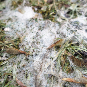 Identifying snow mold is essential to snow mold control here in Hudson, MA.