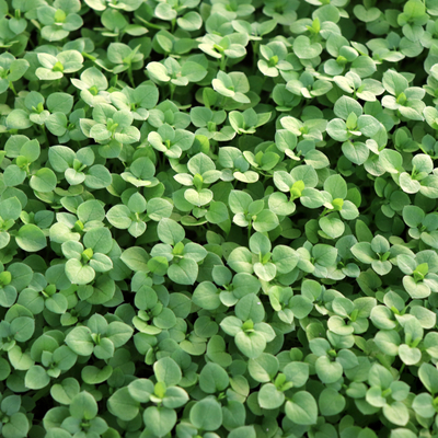 Spring lawn care helps reduce the likelihood of an infestation of chickweed this spring in Massachusetts.