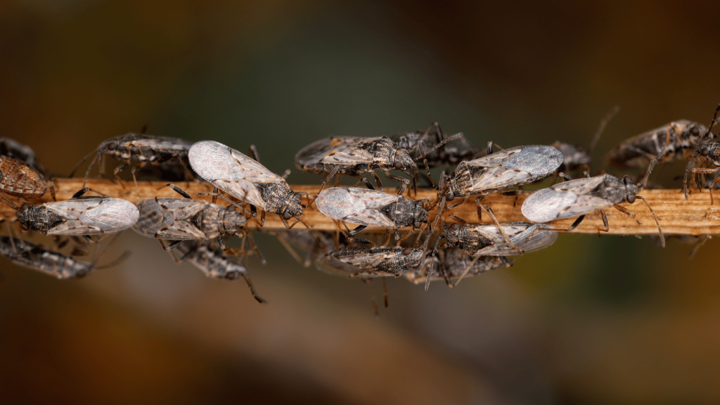 Chinch Bug Treatment