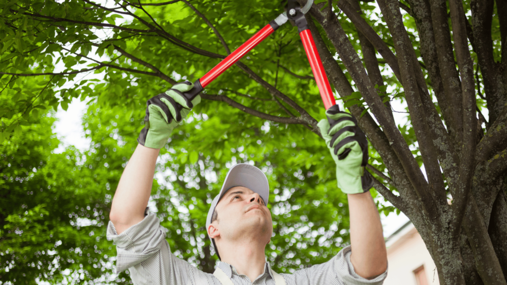 Pruning